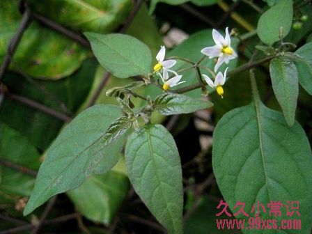 野外求生必備：10種關鍵救命植物大全