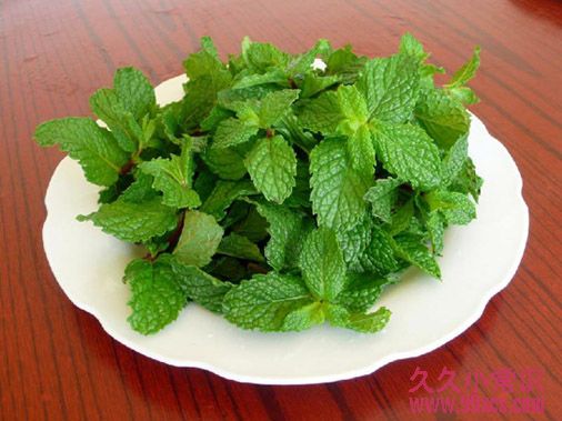 三種芳香植物恢復腦力與止痛:薄荷、迷迭香、肉桂