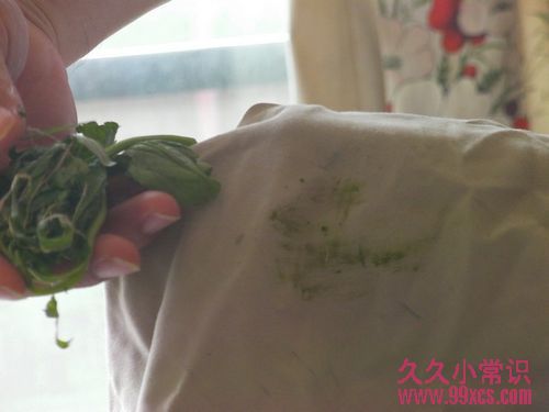 鹽水巧除青草漬 實用衣物污漬清除指南