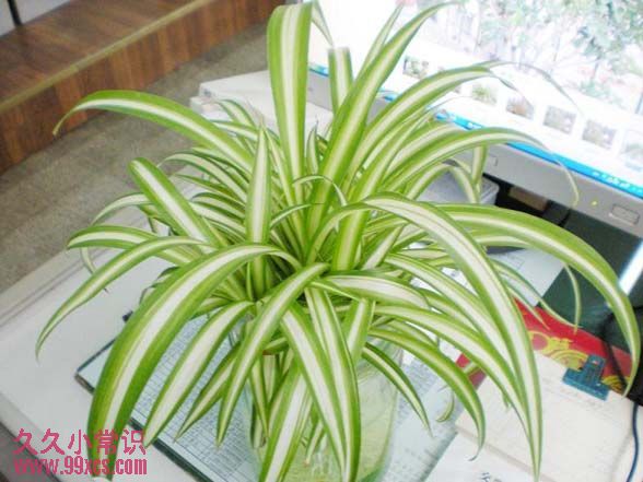 淨化空氣吸收輻射 推薦幾款易養室內綠色植物