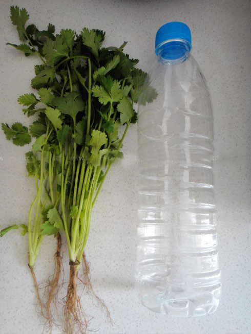香菜如何保鲜:半瓶水让香菜再葱郁半個月