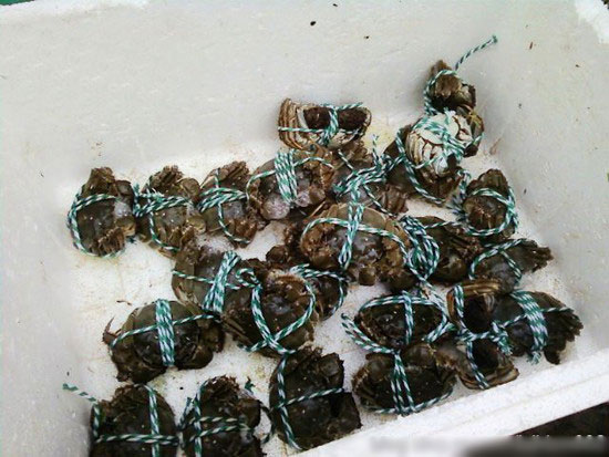 螃蟹怎樣捆綁?四步輕鬆搞定捆綁方法