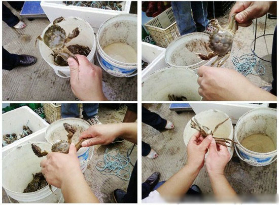 螃蟹怎樣捆綁?四步輕鬆搞定捆綁方法