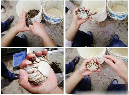 螃蟹怎樣捆綁?四步輕鬆搞定捆綁方法