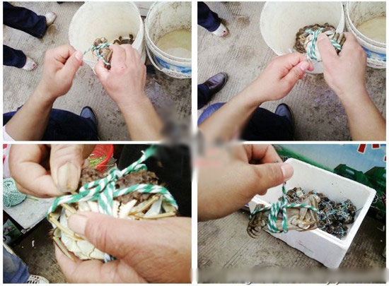 螃蟹怎樣捆綁?四步輕鬆搞定捆綁方法