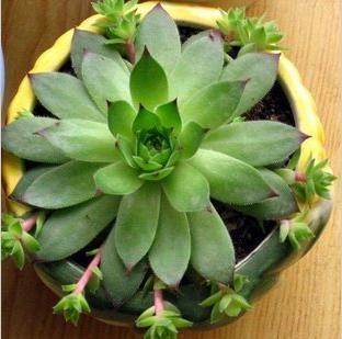 臥室植栽指南：8種忌擺放花卉解析
