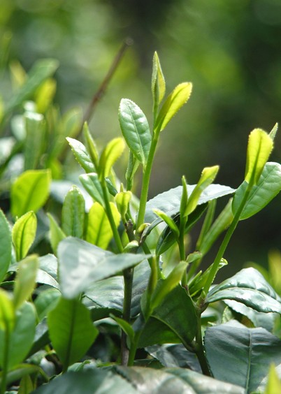 喝綠茶的好處與功效 口感沖泡方法影響實效