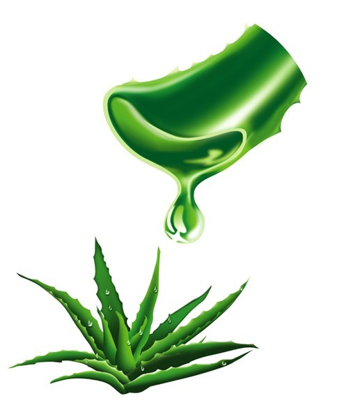 飲吃蘆荟的好處與功效:吃出好肌膚的祕密