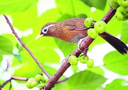 畫眉鳥雌雄辨別指南:打破「不叫神仙不知道」的傳說