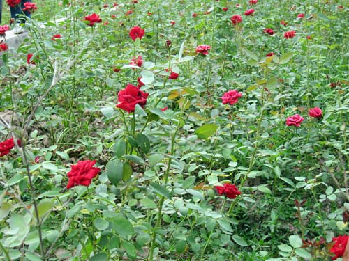 月季與玫瑰的區別圖片教學:如何分辨玫瑰、月季與薔薇