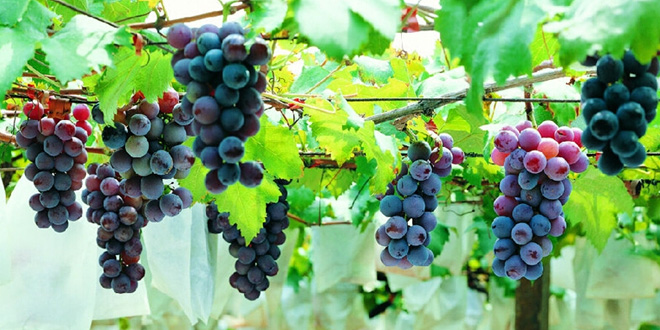 解酒的最好方法：7种水果快速缓解酒后不适