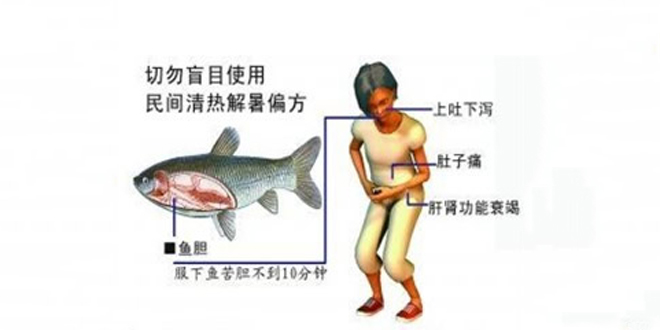不小心弄破鱼胆怎么办?鱼胆有毒吗?