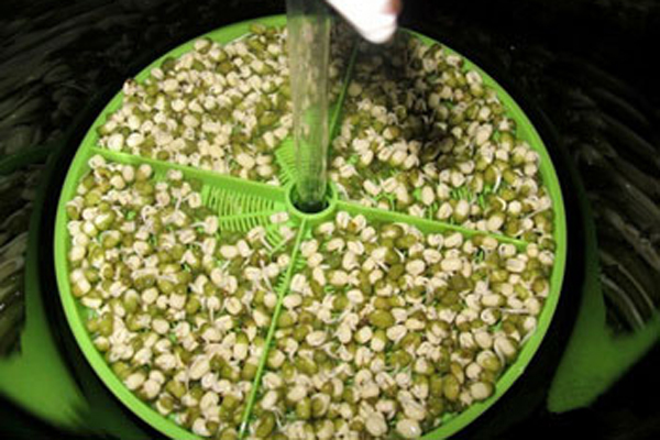 自給自足泡發綠豆芽:手把手教你3種家庭發芽法