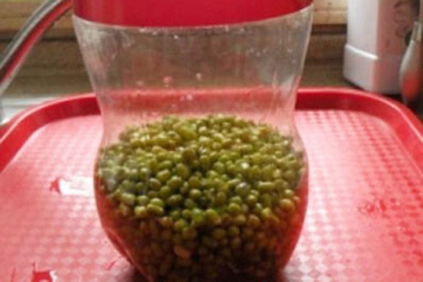 自給自足泡發綠豆芽:手把手教你3種家庭發芽法
