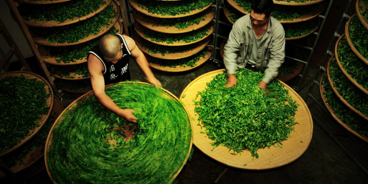 如何分辨新茶陈茶：色泽澄绿汤色澄明，实用鉴别技巧