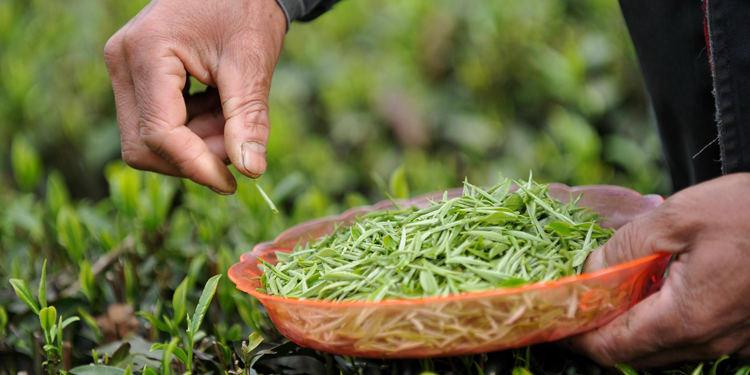 如何分辨新茶陈茶：色泽澄绿汤色澄明，实用鉴别技巧