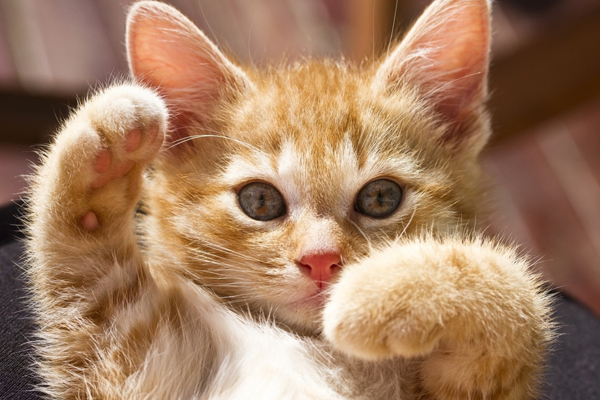 不小心被猫咬了怎么办?该打什么针?
