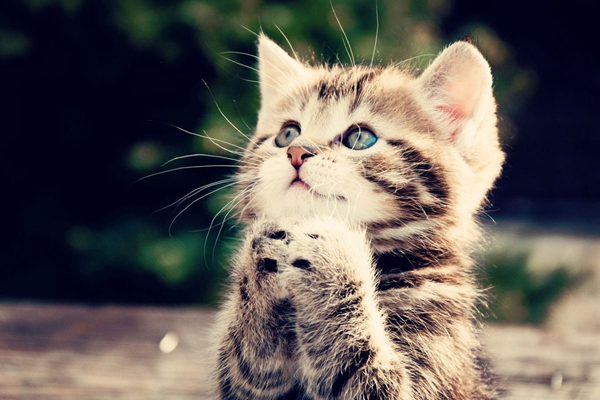 不小心被猫咬了怎么办?该打什么针?