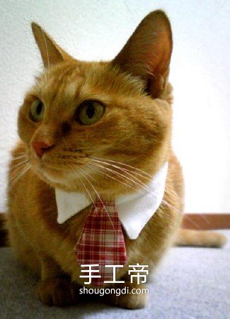 舊襯衫改造寵物頸圈：讓貓咪秒變紳士的簡單DIY