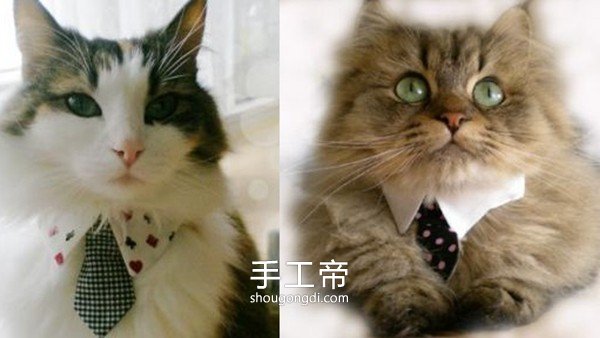 舊襯衫改造寵物頸圈：讓貓咪秒變紳士的簡單DIY