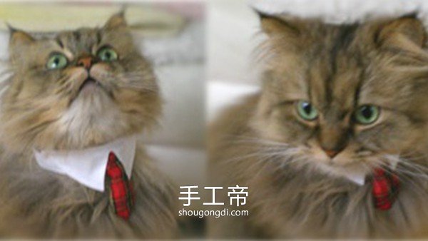 舊襯衫改造寵物頸圈：讓貓咪秒變紳士的簡單DIY