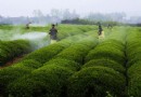 茶叶农残：残留不等于超标