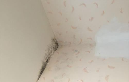 只需这几招 就再也不用为墙体发霉而烦恼了
