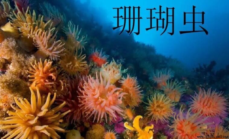 珊瑚蟲是什麼動物