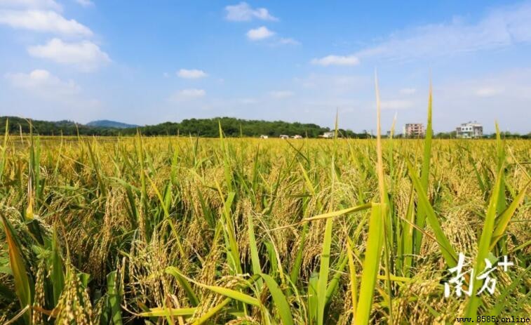 中國哪裡一年三季水稻?探尋適合三熟種植的熱帶地區