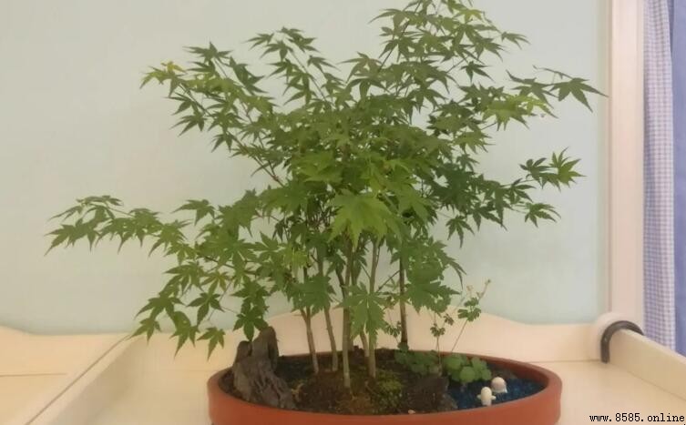 青楓何時換盆最適宜?秋季10月為佳