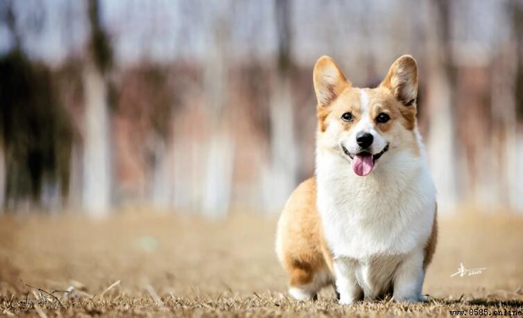 如何選擇柯基犬:品種特徵與挑選要點