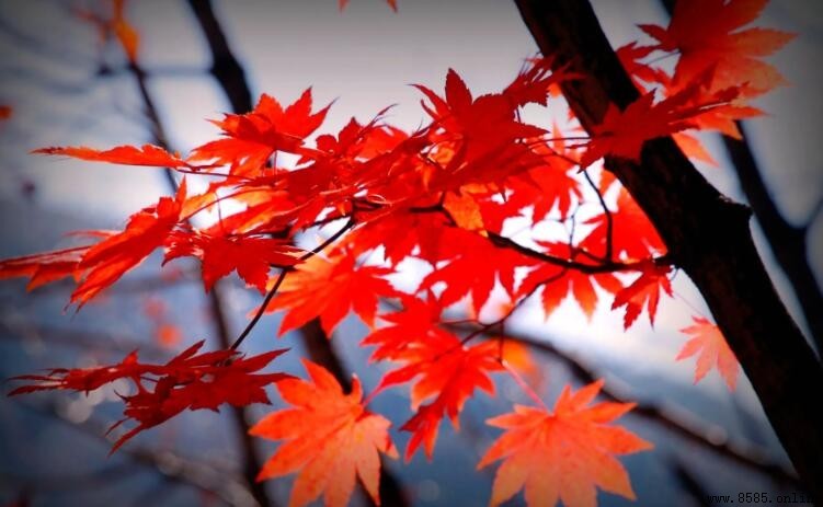 楓葉是霜降後變紅嗎？解析枫葉變紅的真正原因