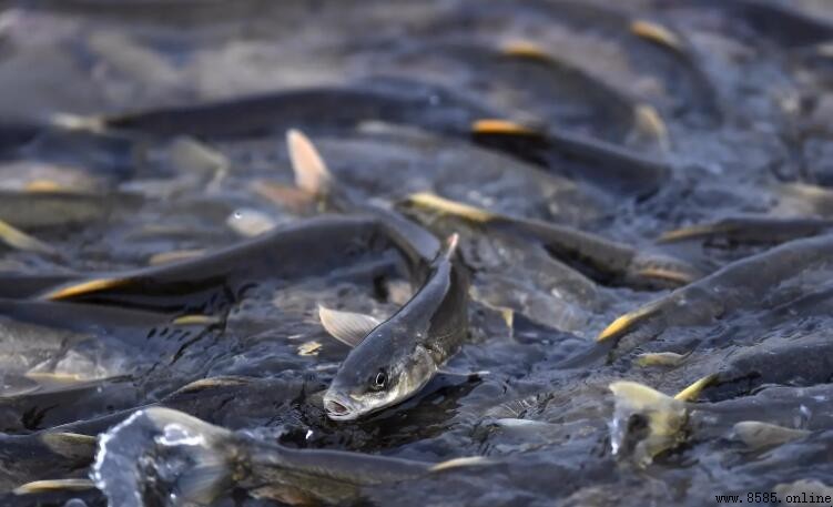 青海湖的魚為何不可食用？