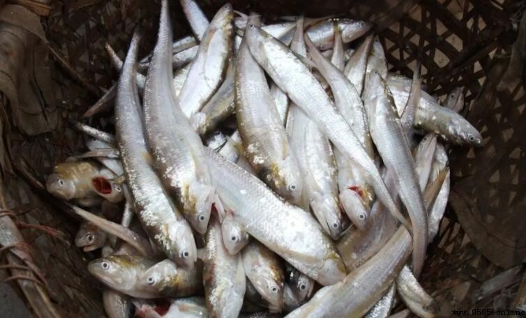刀魚養殖技術指南:四步打造高質量養殖環境