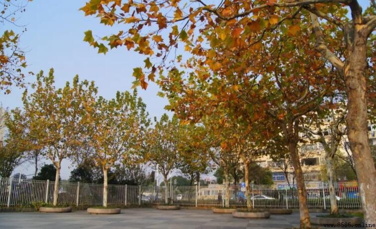 梧桐是什麼科?分類、特性與應用一文看懂