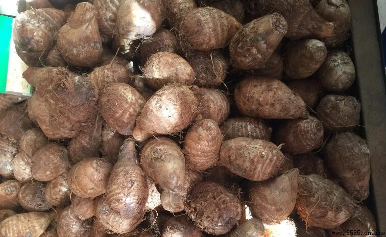 芋頭冷凍保存:熟凍好還是生凍?正確保存方法分享