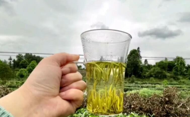 蘭妃茶的沖泡技巧與注意事項