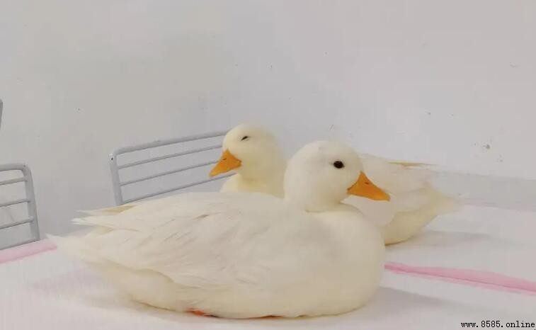 柯爾鴨價格高的原因