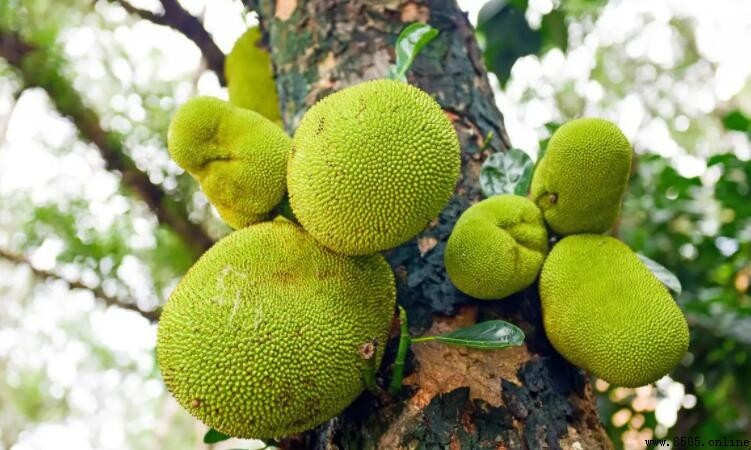 木菠蘿怎麼才算成熟？辨別方法大公開