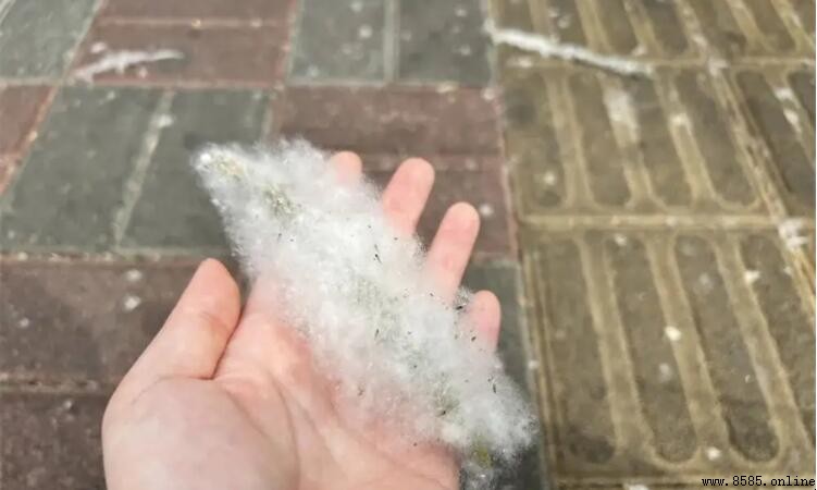 楊柳絮易燃嗎？防火措施與安全注意事項