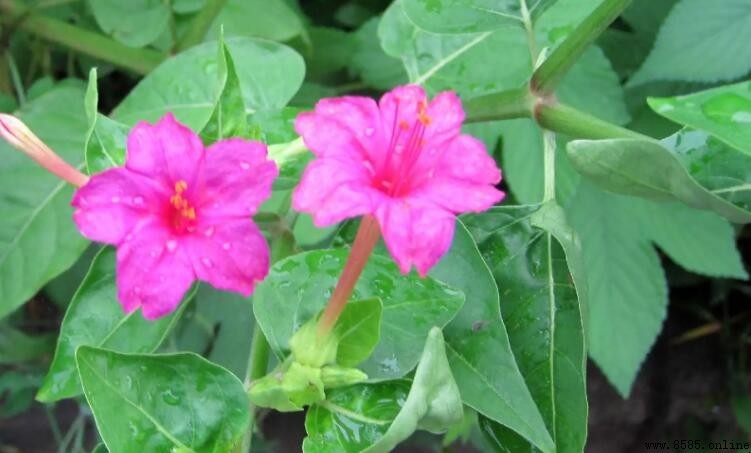 紫茉莉開花時間與特點