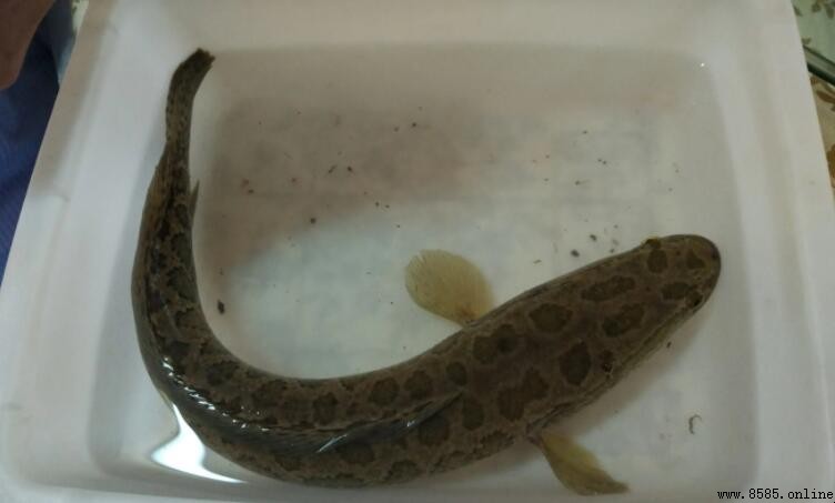 烏魚能用來做酸菜魚嗎？
