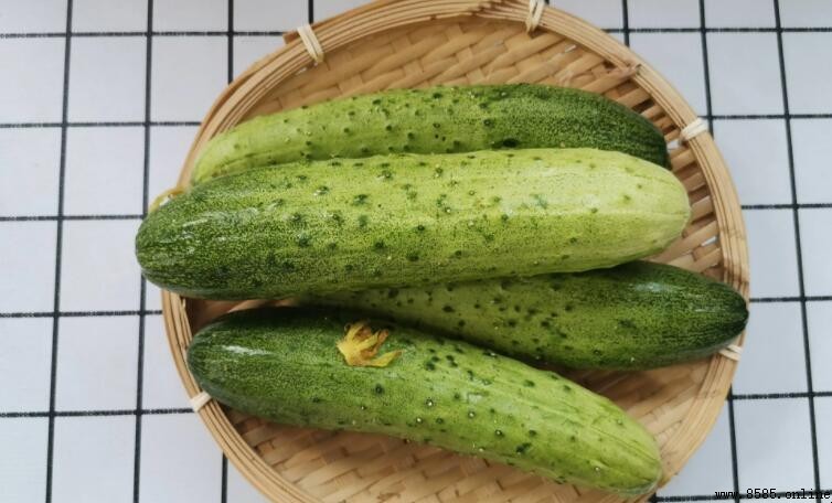 旱黄瓜与普通黄瓜的区别解析