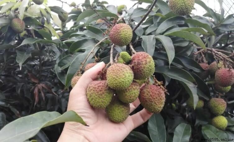 青荔枝可以放熟嗎？