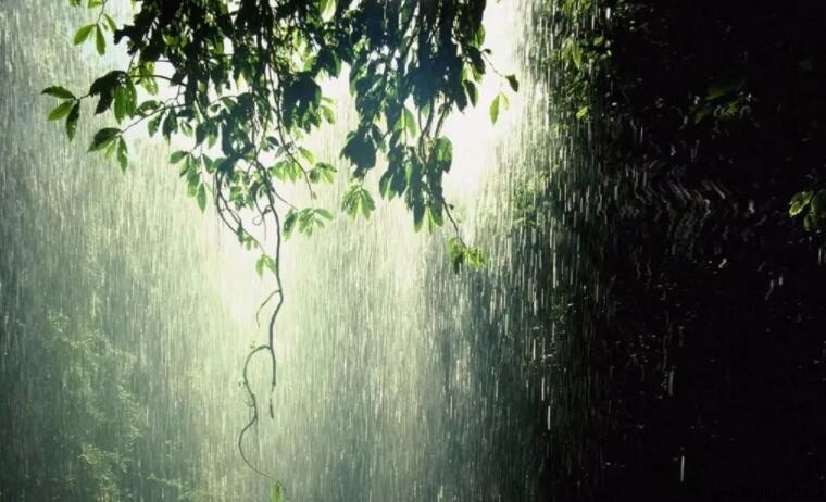 下雨前的自然現象有哪些