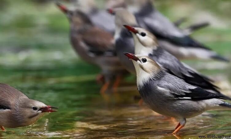 椋鳥保護等級：二級保護動物