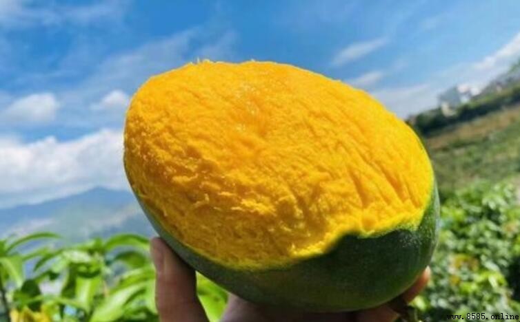 大芒果和小芒果的差別在哪裡？品種、口感、形狀一次看