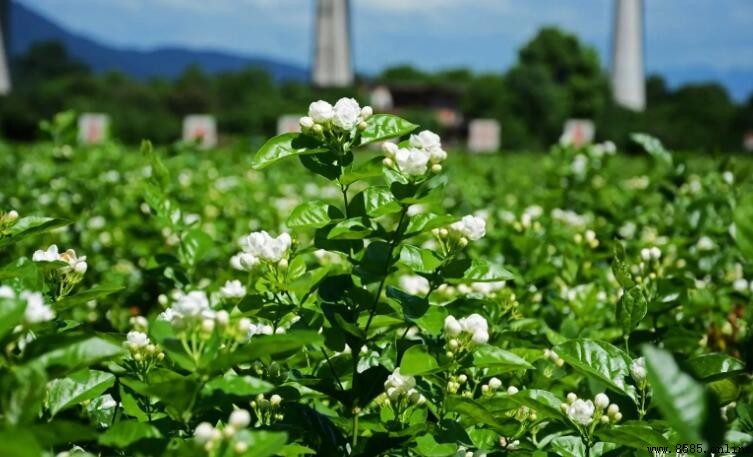 茉莉花能驅蚊嗎?科學解析與實用建議
