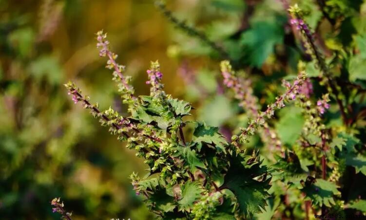紫蘇花可以吃嗎?全面解析其食用價值與注意事項