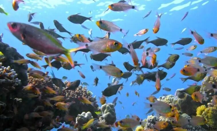 魚在水中如何運動?解析魚類的運動原理